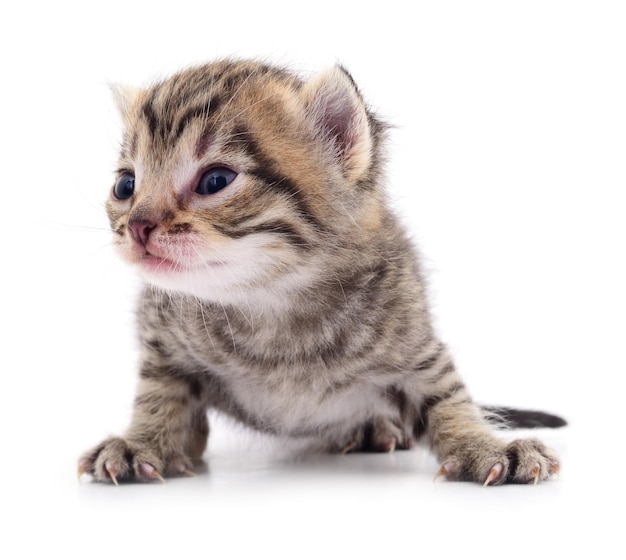 Gatinho em fundo branco