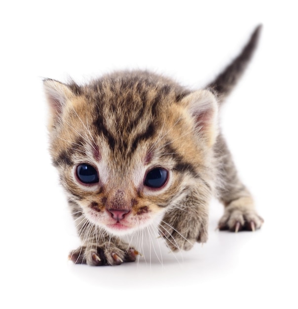 gatinho em fundo branco