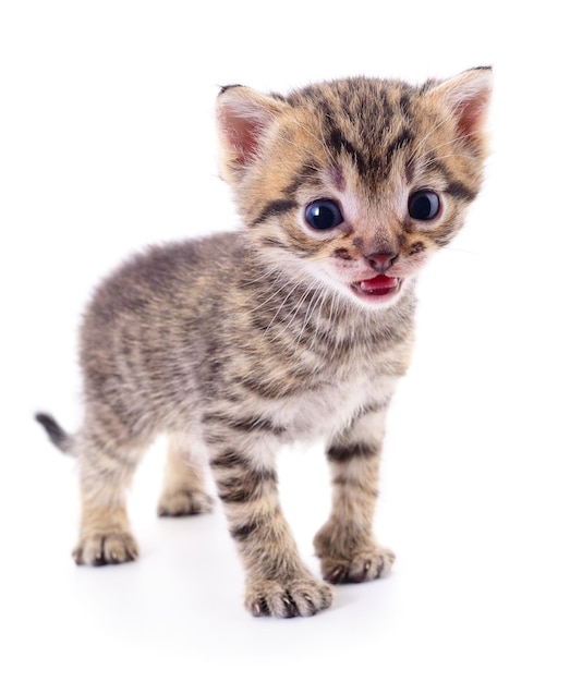 gatinho em fundo branco