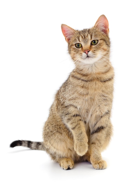 Gatinho em fundo branco
