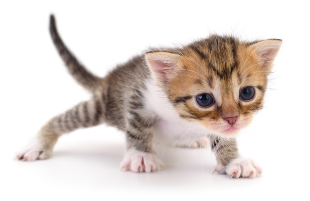 Gatinho em fundo branco