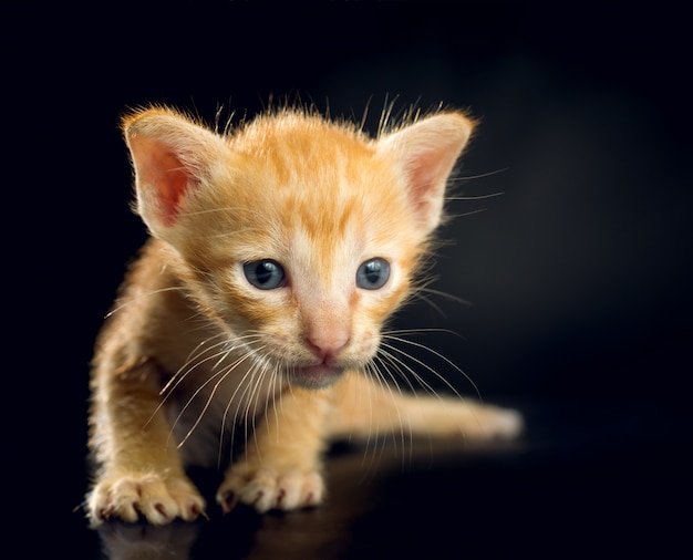 Gatinho em fundo preto