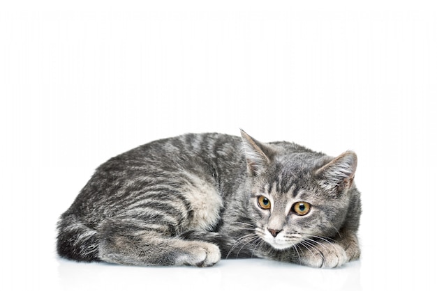 Gatinho em um branco isolado