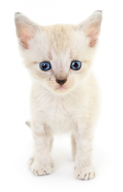 Gatinho em um fundo branco