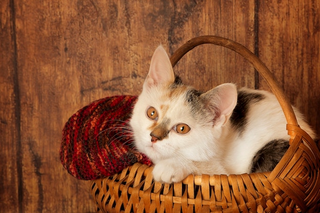 Gatinho em uma cesta macia