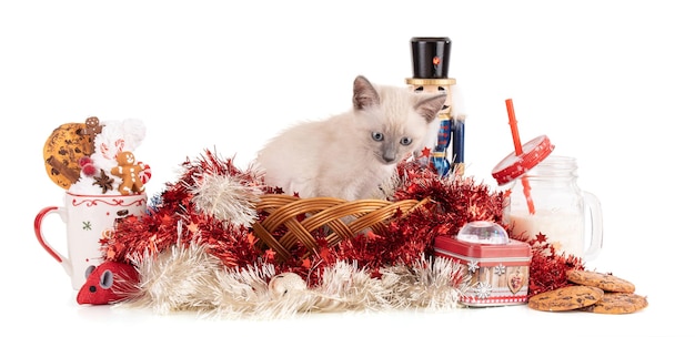 Gatinho em uma decoração de Natal