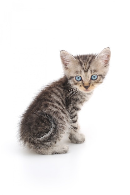 Foto gatinho em uma parede branca