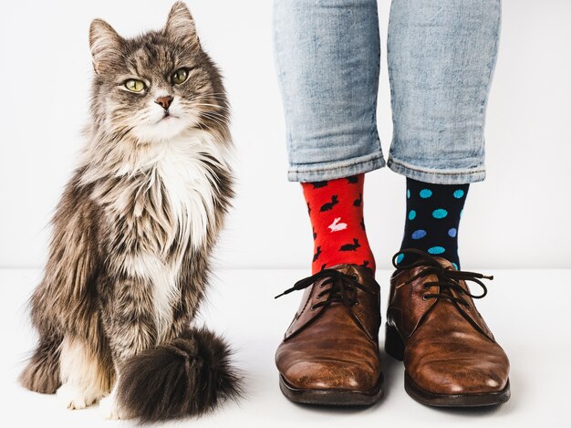 Gatinho encantador e pernas masculinas. foto do estúdio