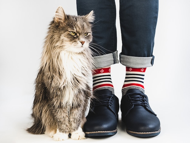 Gatinho encantador, pernas masculinas, meias brilhantes e multicoloridas