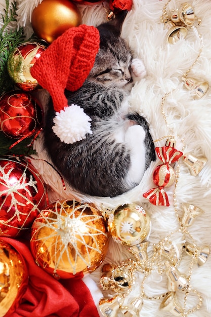 Gatinho engraçado dorme em decorações vermelhas brilhantes de Natal