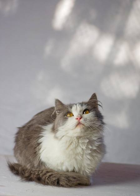 Gatinho engraçado em casa retrato do gato feliz em um fundo branco gato sentado na sala de estar