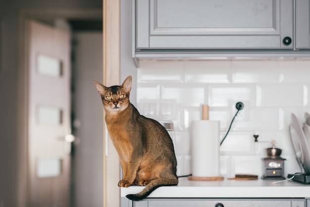 gatinho engraçado na cozinha.