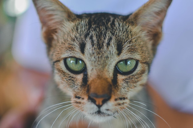 Foto gatinho engraçado .