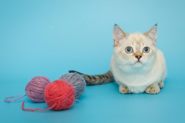 Gatinho escocês branco sobre um fundo azul