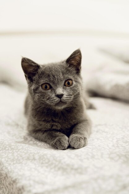 Foto gatinho escocês cinzento deitado na cama um retrato de um gato