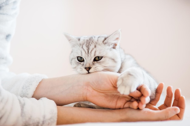 Gatinho escocês nas mãos de uma garota Gato cinza engraçado