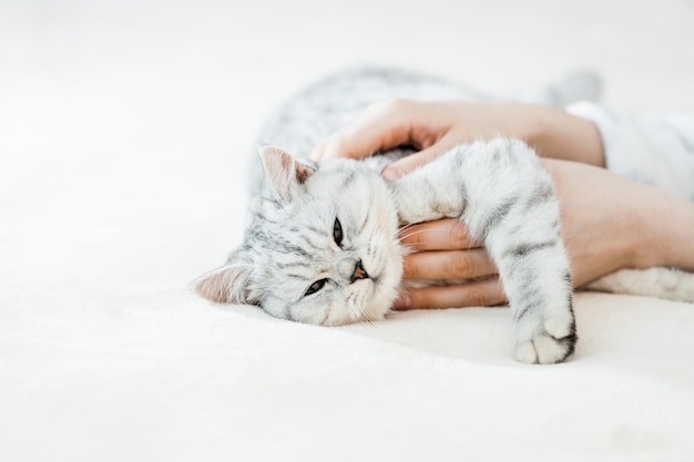 Gatinho escocês nas mãos de uma garota Gato cinza engraçado