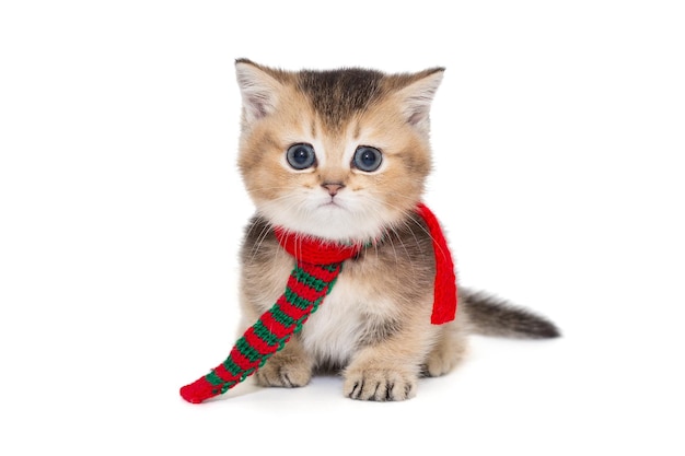 Gatinho escocês pequeno em um lenço vermelho