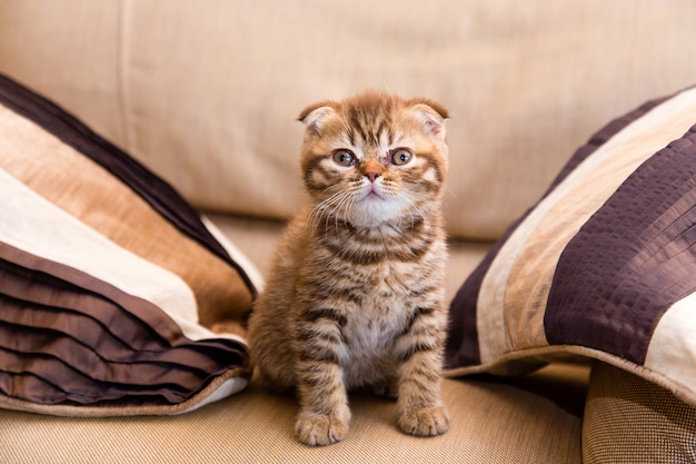 Gatinho escocês sentado em uma cadeira marrom entre dois travesseiros