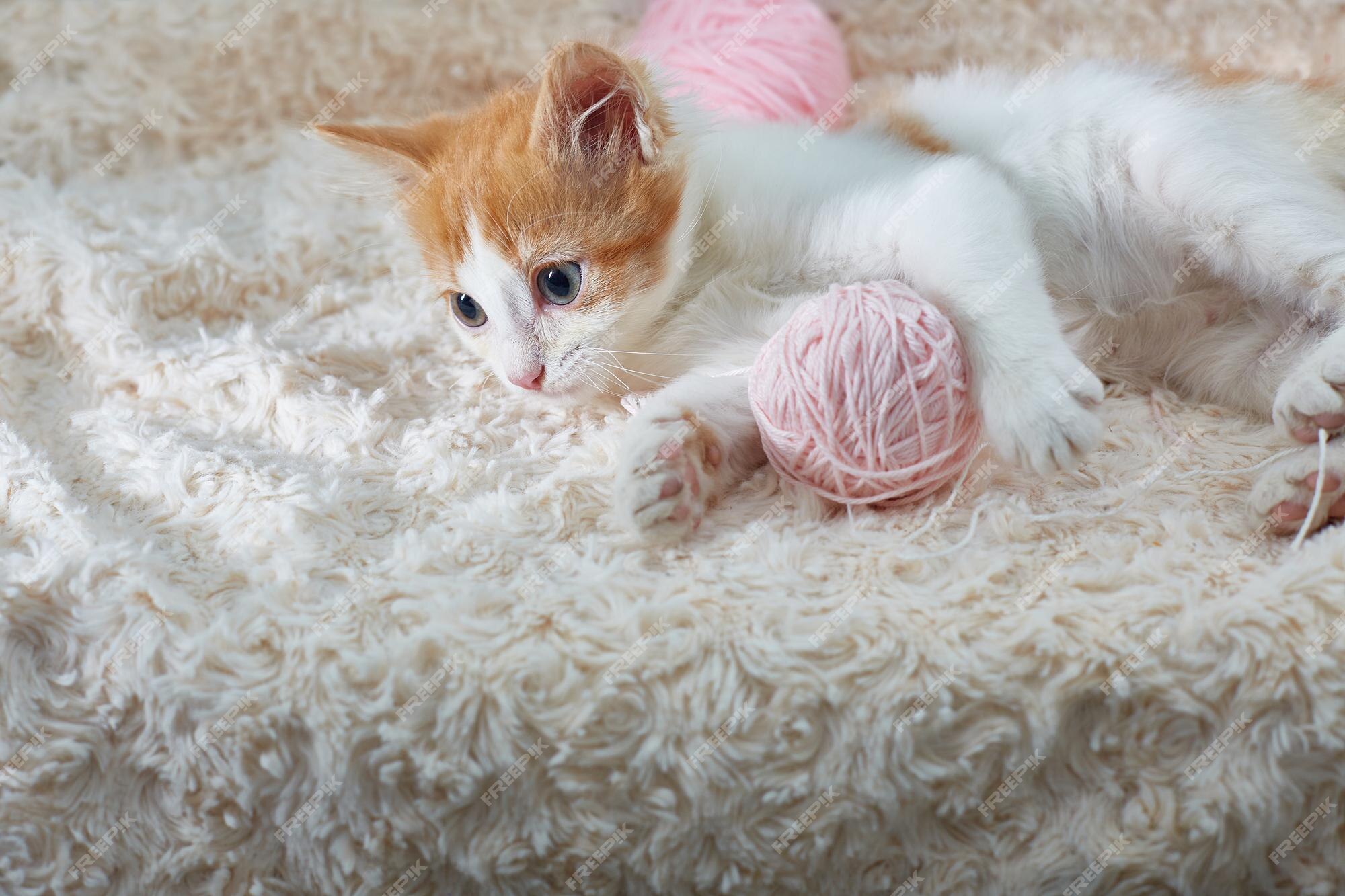 O gato fofo está brincando com uma bola de fios rosa. curioso gatinho  deitado em cima