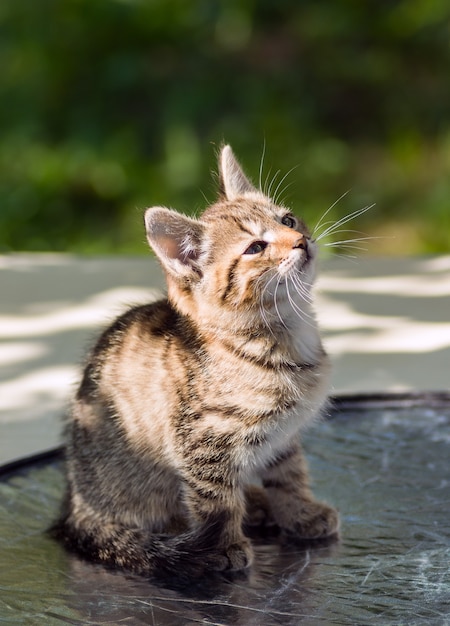 Gatinho está feliz com o sol