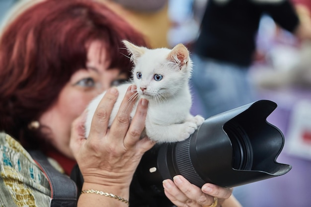 Gatinho está sentado na câmera do fotógrafo feminino