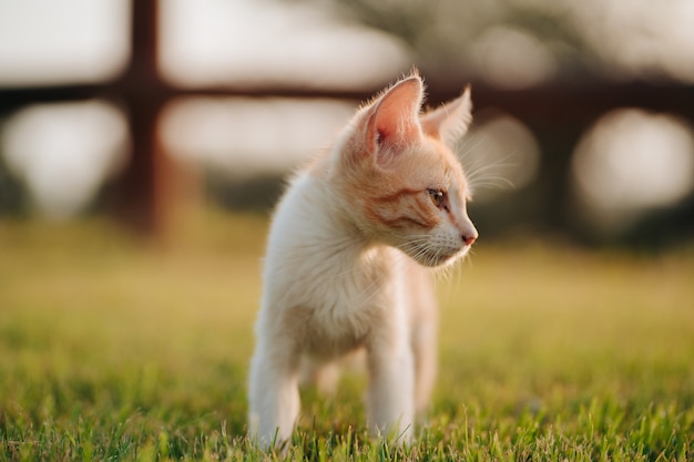 Gatinho feliz em um campo em liberdade