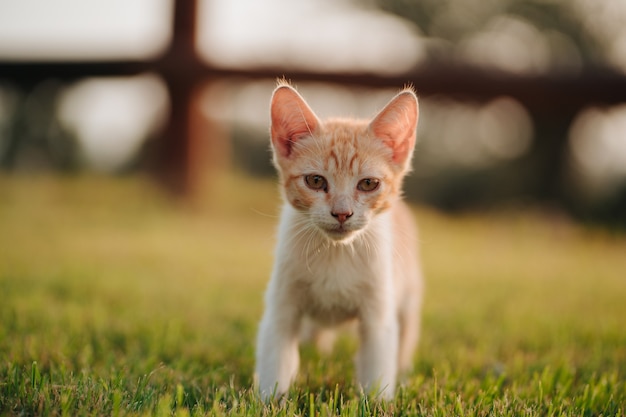 Foto gatinho feliz em um campo em liberdade