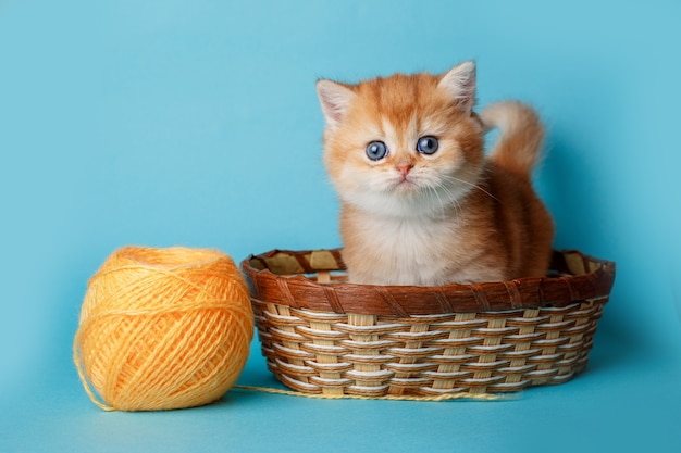 Gatinho fofinho de chincilla britânica dentro de uma cesta de vime com fios de laranja