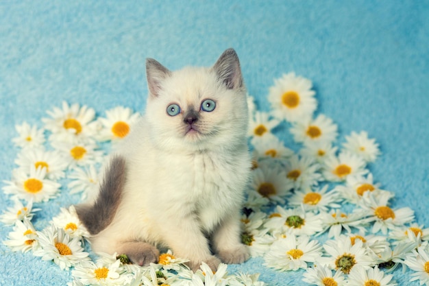 Gatinho fofinho de ponto colorido sentado sobre flores de camomila