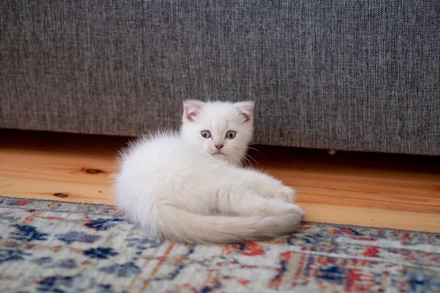Gatinho fofo branco com olhos azuis posando dentro de casaGatinho malhado escocês de cabelo curto prateado Bonito gato malhado escocês de cabelo curto branco Animal de estimação surpreso e emocionado em casa