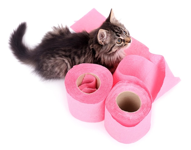 Gatinho fofo brincando com rolo de papel higiênico isolado no branco