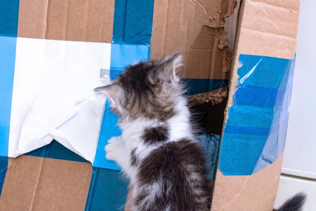 Gatinho fofo brincando com uma caixa