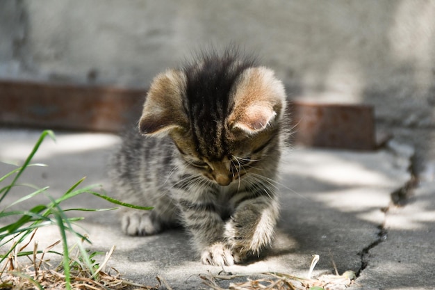 Gatinho fofo brincando no jardim