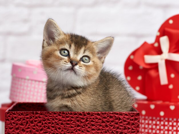 Gatinho fofo chinchila escocesa, raça reta, senta-se em um fundo branco e caixas com presentes, fundo festivo