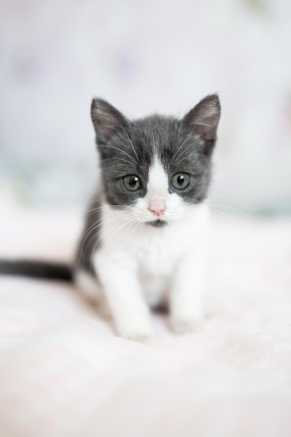 Foto gatinho fofo, cinza e branco, sentado no sofá, jovem gatinho fofo em casa, casa fofa e engraçada