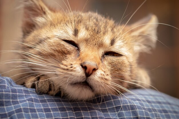 Gatinho fofo com os olhos fechados nos ombros de um homem