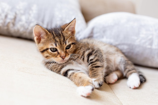 Gatinho fofo com sono sentado na cama branca em casa