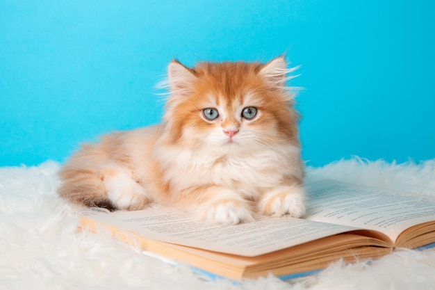 Gatinho fofo com um livro sobre um fundo azul