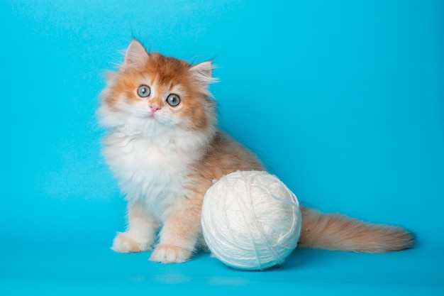 Gatinho fofo com uma bola de fio em um fundo azul