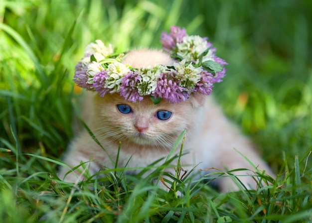 Gatinho fofo coroado com uma coroa de flores sentado na grama