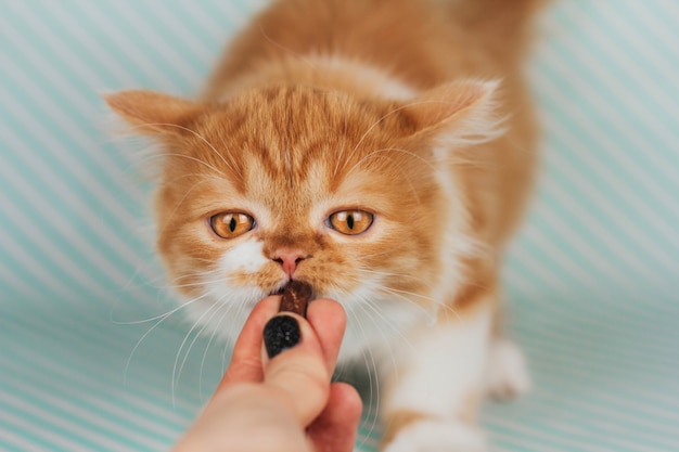 Gatinho fofo de gengibre come um deleite de uma mão humana