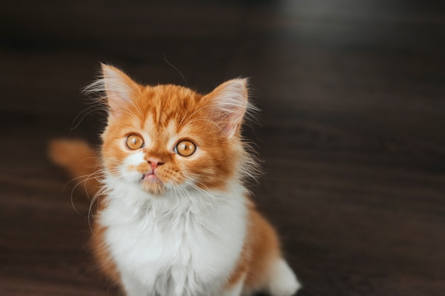 Gatinho fofo de gengibre em um fundo escuro.