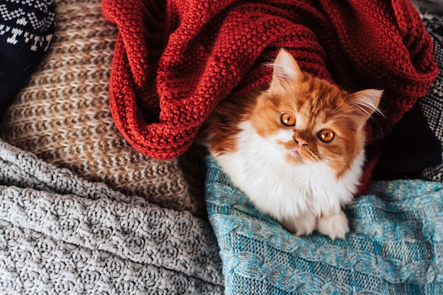 Gatinho fofo de gengibre em um monte de roupas de malha de lã.