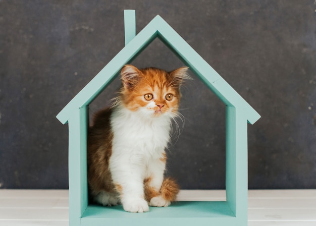 Gatinho fofo de gengibre está sentado em uma casa de madeira azul.