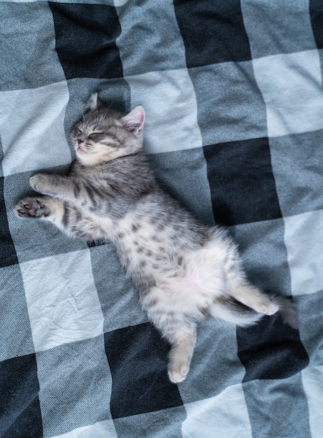 Foto gatinho fofo deitado de costas dormindo