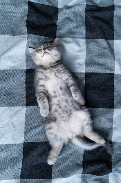 Foto gatinho fofo deitado de costas dormindo