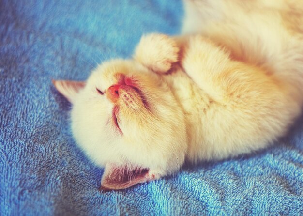 Gatinho fofo dormindo deita de costas em um cobertor fofo azul