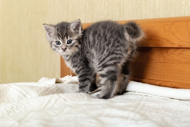 Gatinho fofo e assustado em pé na cama