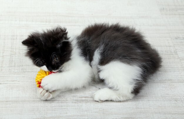 Gatinho fofo e bola no chão